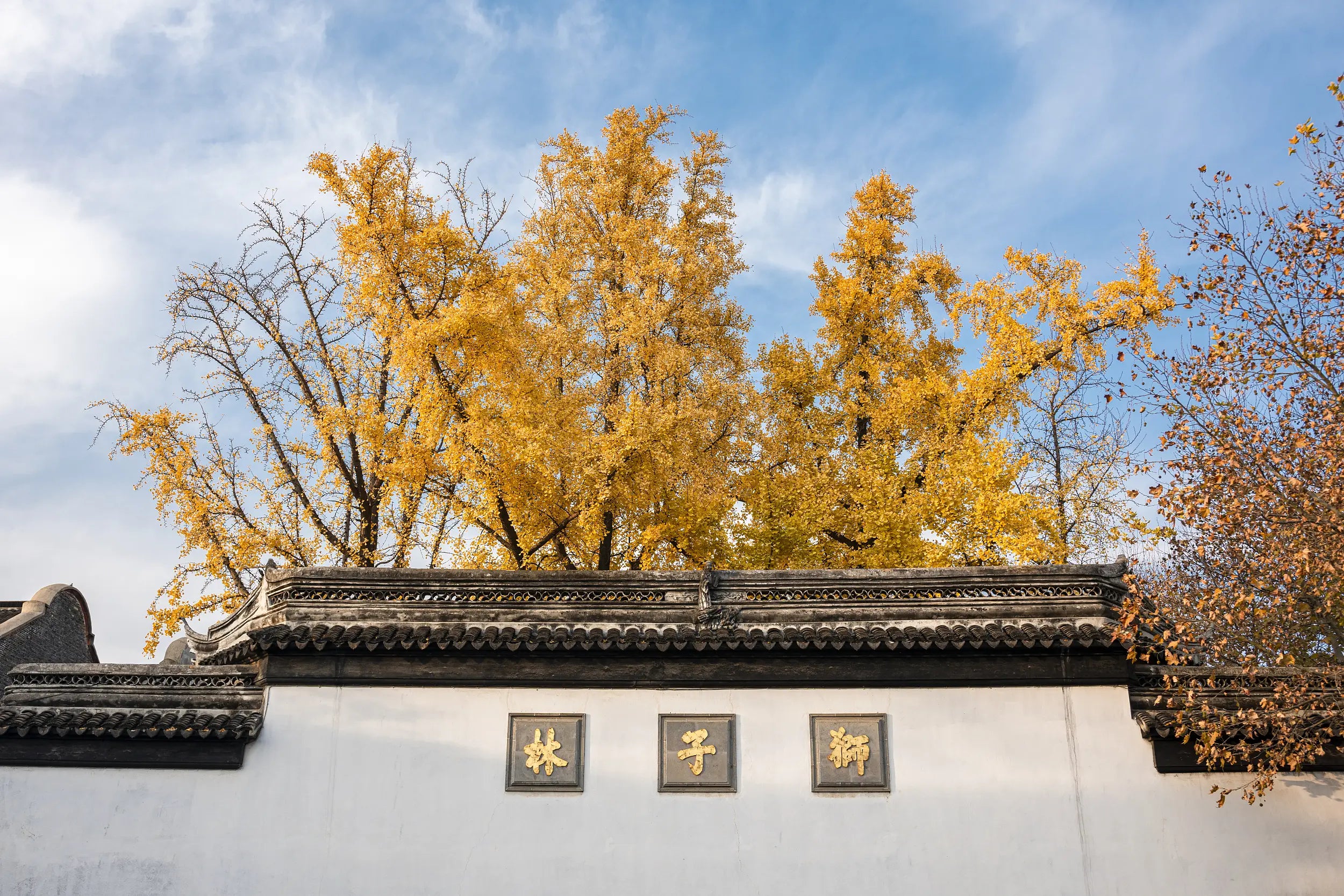 Autumn view of Lion Grove Garden in Suzhou with golden ginkgo leaves covering the ground, traditional white-walled buildings with black tiled roofs, and the golden “林子狮” inscription on the wall.
