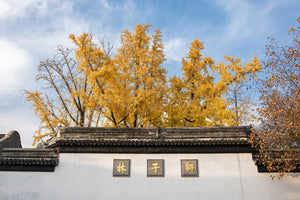 Autumn view of Lion Grove Garden in Suzhou with golden ginkgo leaves covering the ground, traditional white-walled buildings with black tiled roofs, and the golden “林子狮” inscription on the wall.