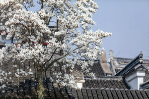 Blooming magnolia tree in front of traditional Chinese architecture at Lion Grove Garden in Suzhou.