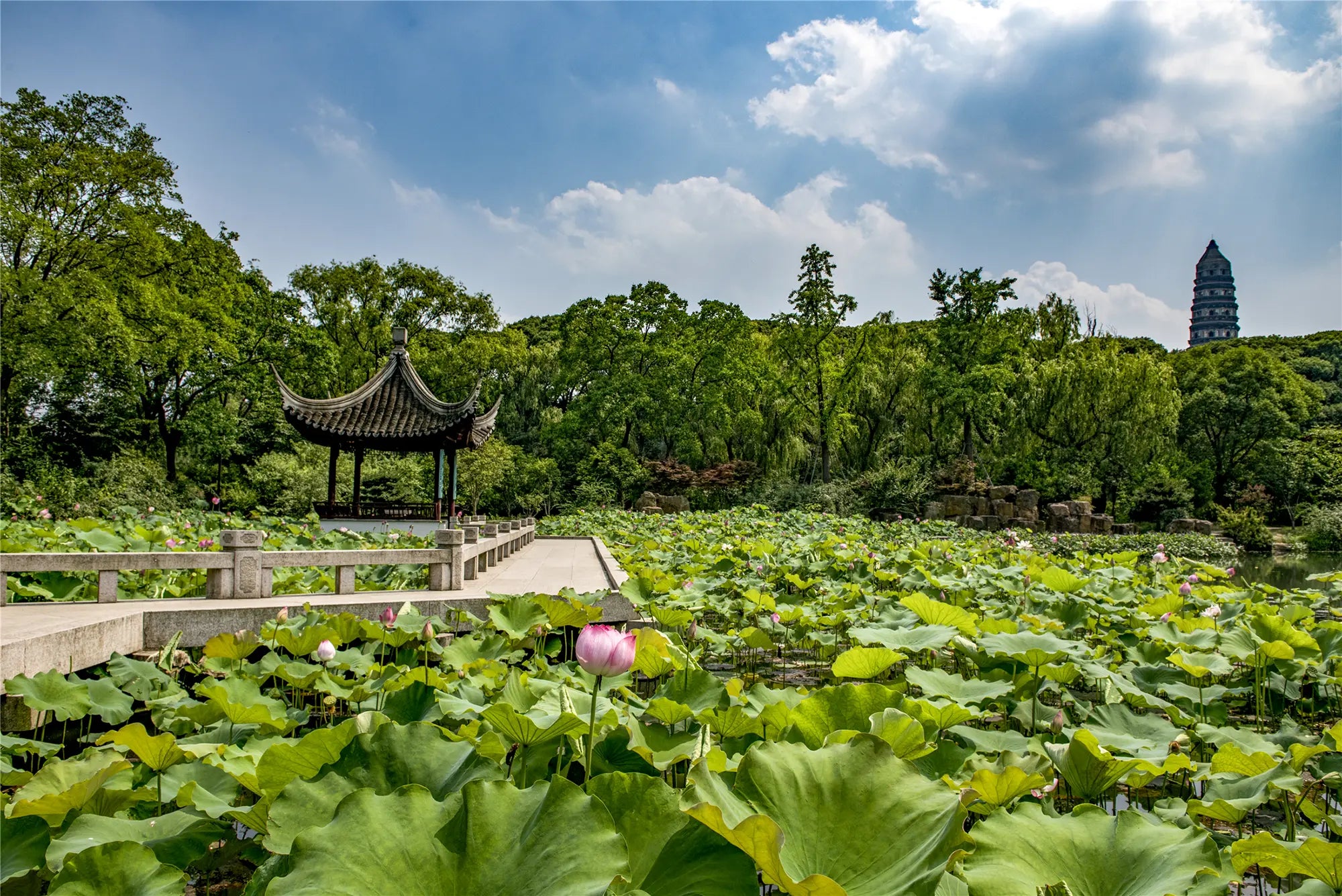 Serene lotus pond inside Tiger Hill Scenic Area, surrounded by lush greenery and traditional garden elements