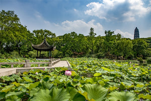 Serene lotus pond inside Tiger Hill Scenic Area, surrounded by lush greenery and traditional garden elements