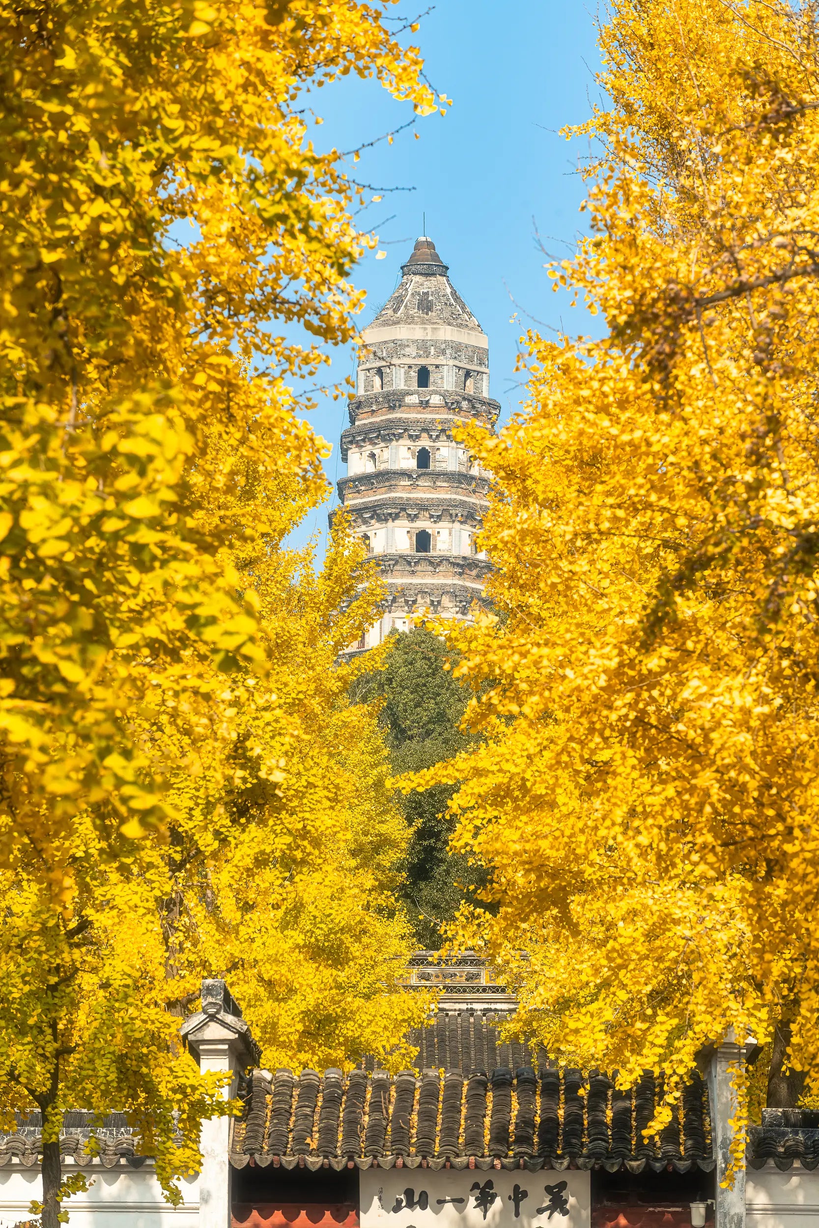 Tiger Hill Pagoda viewed through vibrant yellow autumn leaves, creating a picturesque seasonal scene