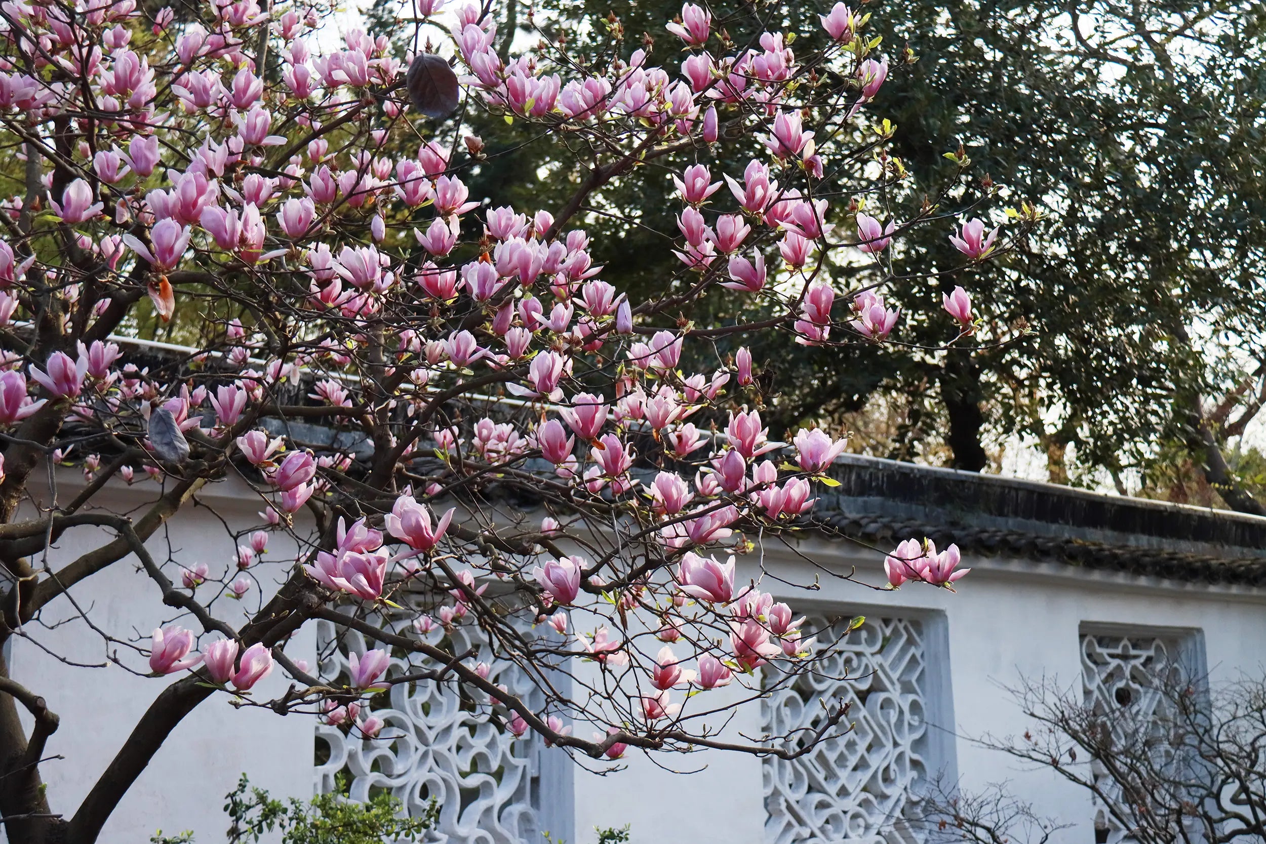 A blooming magnolia tree with vibrant pink flowers stands gracefully in the foreground of Suzhou’s Humble Administrator’s Garden (Zhuozhengyuan). In the background, a traditional Chinese building with whitewashed walls and intricately designed window panes adds a sense of classical elegance. The soft sunlight filtering through the leaves enhances the peaceful and refined atmosphere, perfectly capturing the beauty of spring in this iconic Jiangnan garden.