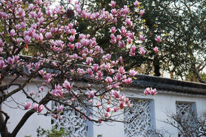 A blooming magnolia tree with vibrant pink flowers stands gracefully in the foreground of Suzhou’s Humble Administrator’s Garden (Zhuozhengyuan). In the background, a traditional Chinese building with whitewashed walls and intricately designed window panes adds a sense of classical elegance. The soft sunlight filtering through the leaves enhances the peaceful and refined atmosphere, perfectly capturing the beauty of spring in this iconic Jiangnan garden.
