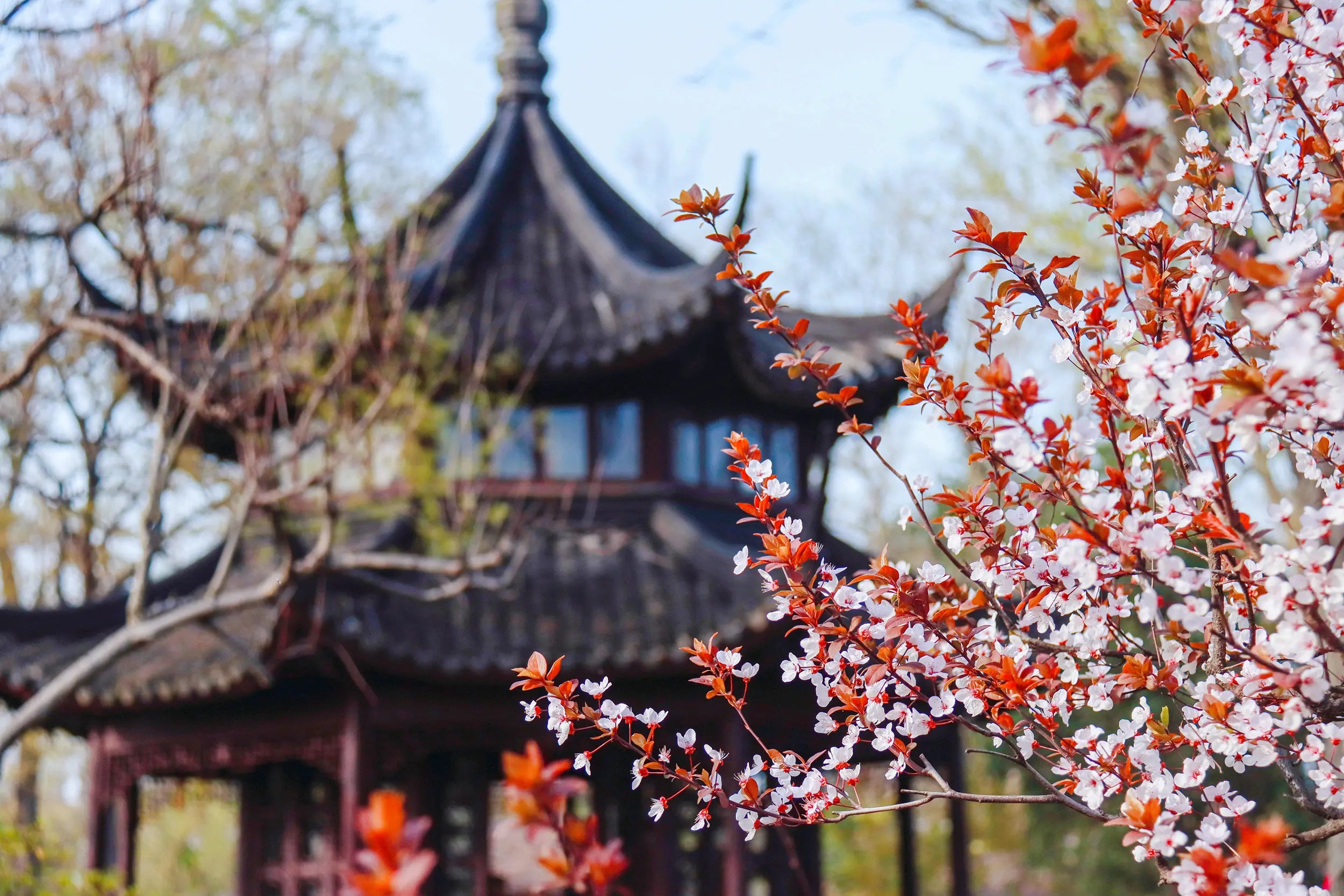 A blooming red-leaf plum tree stands in the foreground, its white and red flowers contrasting vividly with deep red foliage. In the background, a traditional Chinese building with a black-tiled roof and red columns adds a touch of elegance. The vibrant spring colors and classical architecture create a peaceful and harmonious scene full of seasonal charm.